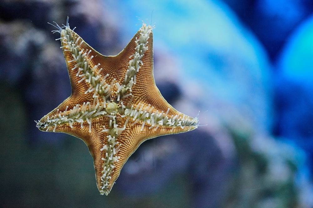 S E A Aquarium